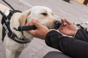 ADA service animals in the workplace: Navigating accommodations